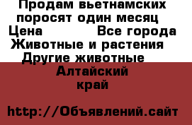 Продам вьетнамских поросят,один месяц › Цена ­ 3 000 - Все города Животные и растения » Другие животные   . Алтайский край